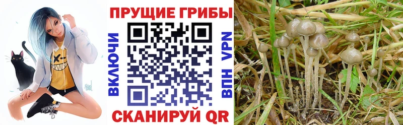 Галлюциногенные грибы ЛСД  сколько стоит  Дрезна 